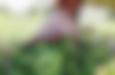 Real-Time Dairy Monitoring